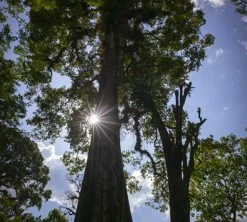 250g Café En Grain Bio The Forest - Terres De Café -Cafe Lux Magasin cafedeforetterresdecafetheforest200g