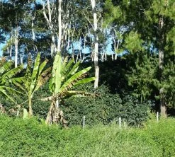 250 G- Café En Grain Coopchebi - LE PIANTAGIONI DEL CAFFE 8 250 G- Café En Grain Coopchebi - LE PIANTAGIONI DEL CAFFE -Cafe Lux Magasin cafeengrainlpdcaltopalomar2