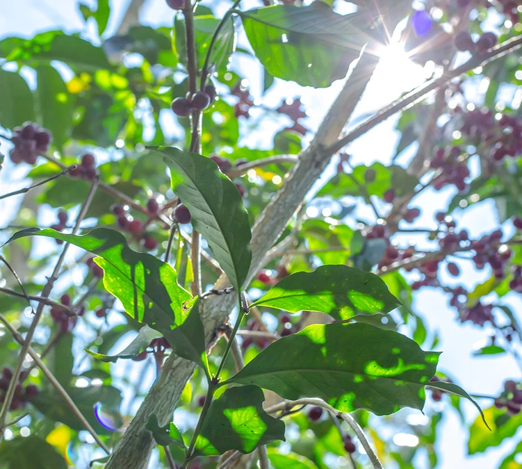 Boite Conservatrice Noire Avec Vide D'air 1kg - Cafés Lugat 3 Boite Conservatrice Noire Avec Vide D'air 1kg - Cafés Lugat – Image 3