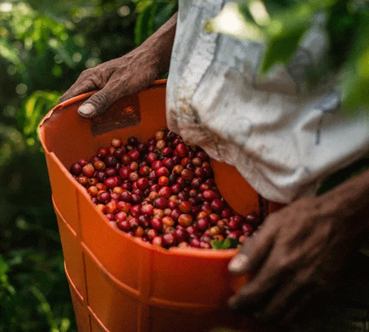 Pack Découverte 108 Capsules Iperespresso - ILLY 3 Pack Découverte 108 Capsules Iperespresso - ILLY – Image 3